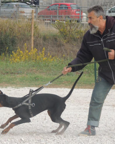genov-gio